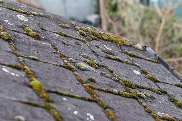 algae roof